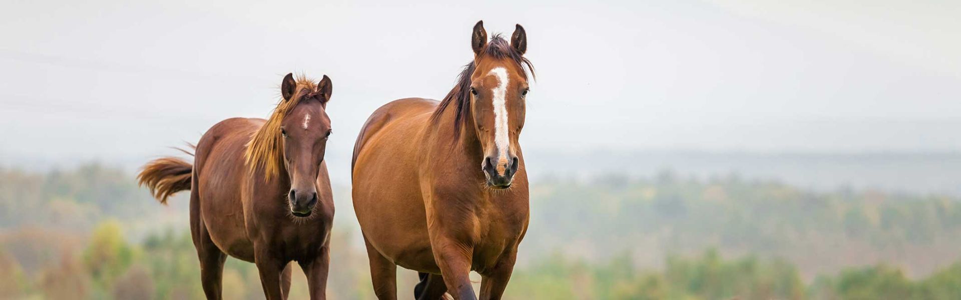 Des chevaux dasn un pré